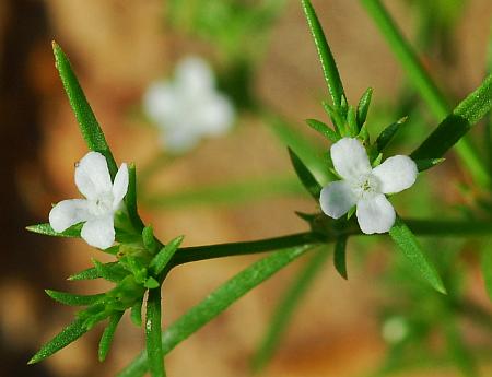 Polypremum_procumbens_corollas.jpg