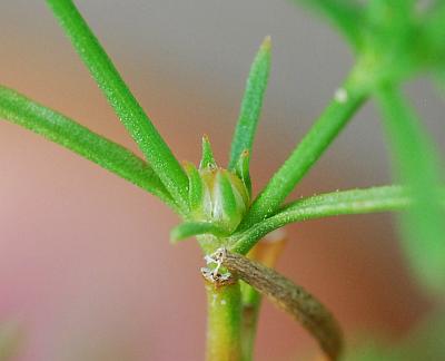 Polypremum_procumbens_fruit.jpg