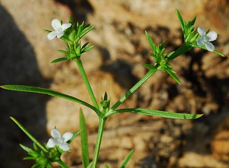 Polypremum_procumbens_inflorescence.jpg