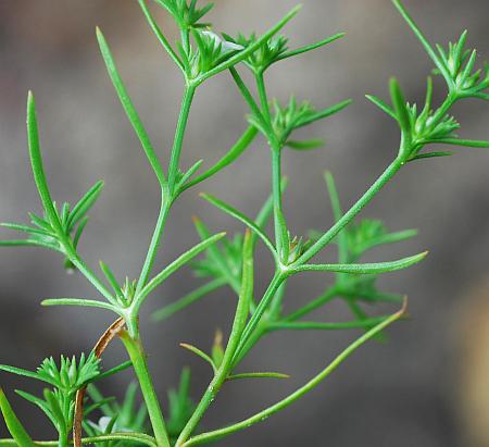 Polypremum_procumbens_leaves.jpg