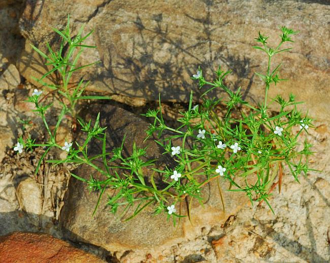 Polypremum_procumbens_plant.jpg