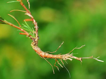 Polypremum_procumbens_root.jpg