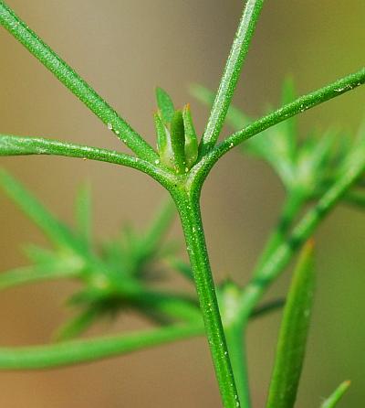 Polypremum_procumbens_stem.jpg