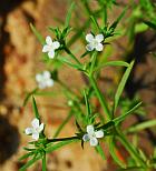 Polypremum procumbens thumbnail