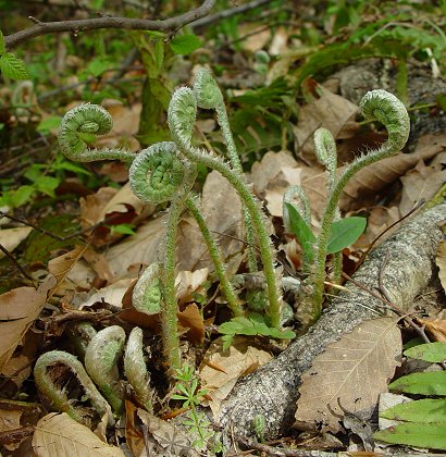 Polystichum_acrostichoides_fiddle_heads.jpg