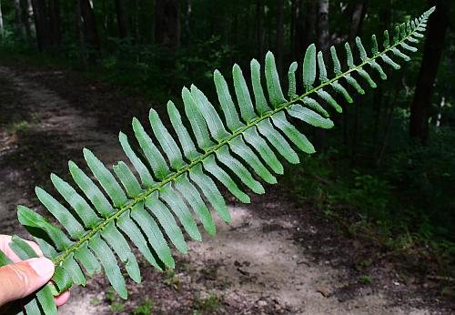 Polystichum_acrostichoides_frond.jpg