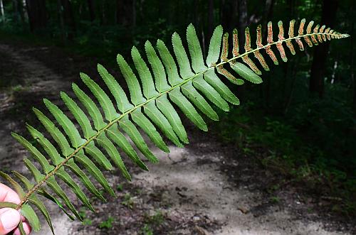 Polystichum_acrostichoides_frond2.jpg