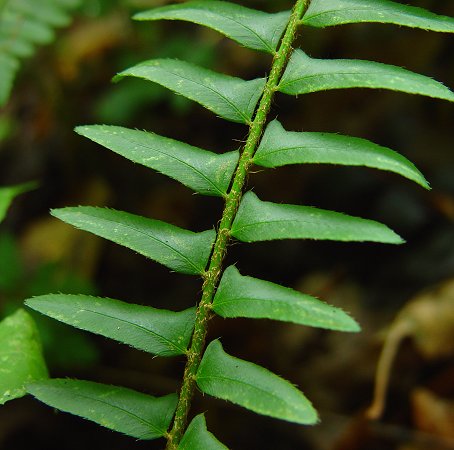 Polystichum_acrostichoides_pinnae.jpg