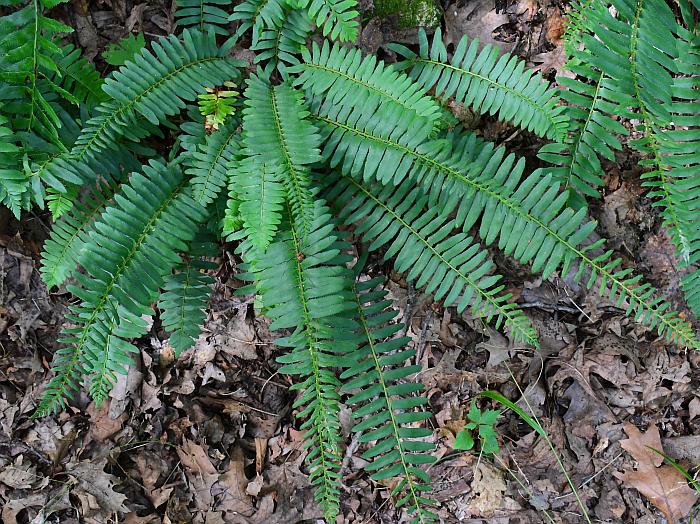 Polystichum_acrostichoides_plant.jpg