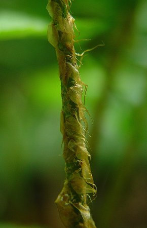 Polystichum_acrostichoides_rachis.jpg