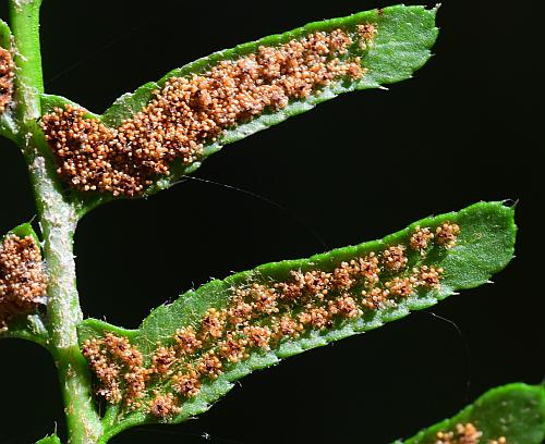 Polystichum_acrostichoides_sori.jpg