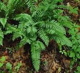 Polystichum acrostichoides thumbnail