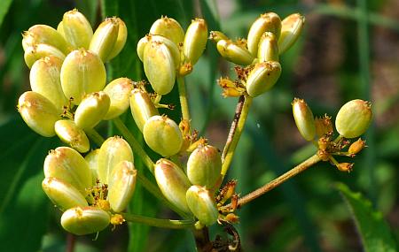 Polytaenia_nuttallii_fruits2.jpg