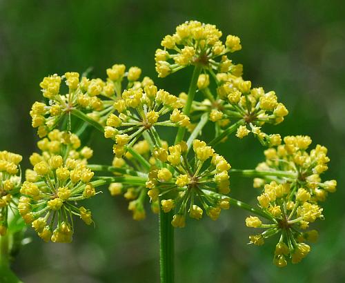 Polytaenia_nuttallii_inflorescence.jpg