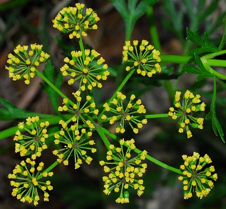 Polytaenia_nuttallii_inflorescence2.jpg