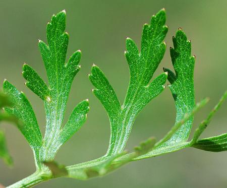 Polytaenia_nuttallii_leaflets1.jpg