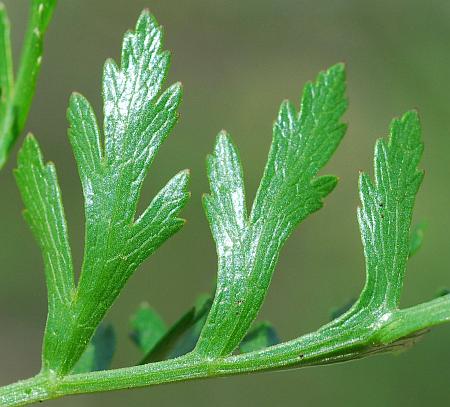 Polytaenia_nuttallii_leaflets2.jpg