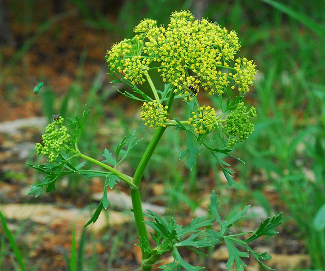 Polytaenia_nuttallii_plant.jpg