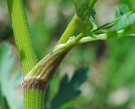 Polytaenia_nuttallii_sheath.jpg