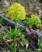 Polytaenia nuttallii thumbnail