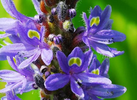 Pontederia_cordata_flowers3.jpg