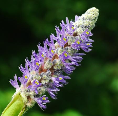 Pontederia_cordata_inflorescence.jpg