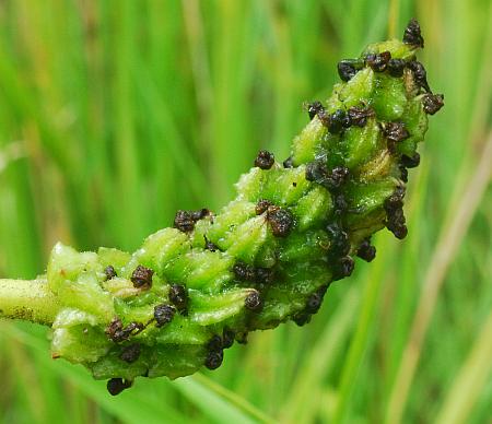 Pontederia_cordata_infructescence.jpg