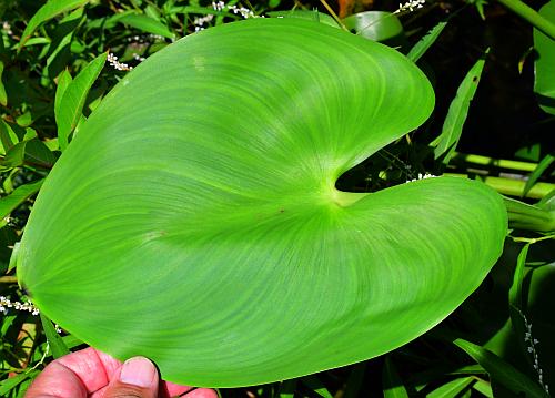 Pontederia_cordata_leaf1.jpg