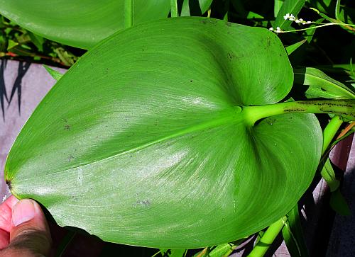 Pontederia_cordata_leaf2.jpg