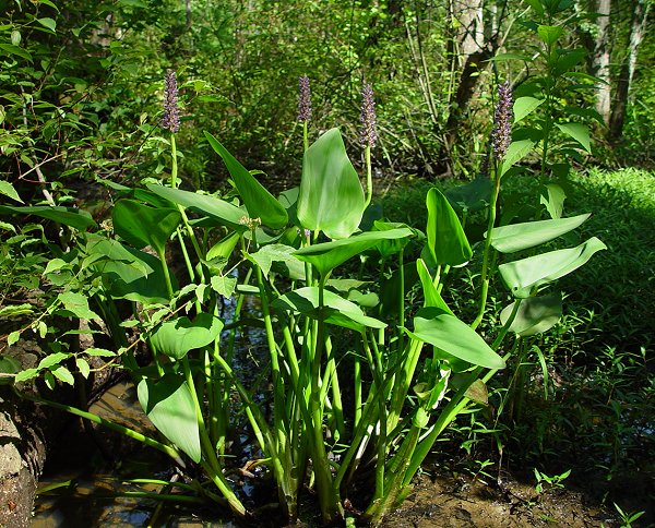 Pontederia_cordata_plant.jpg