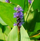 Pontederia cordata thumbnail