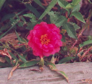 Portulaca_grandiflora_plant.jpg