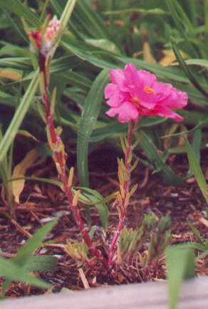 Portulaca_grandiflora_stem.jpg