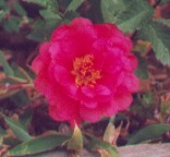 Portulaca grandiflora thumbnail