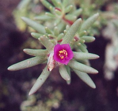 Portulaca_pilosa_flower.jpg