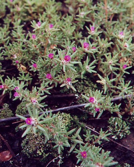 Portulaca_pilosa_plant.jpg