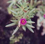 Portulaca pilosa thumbnail