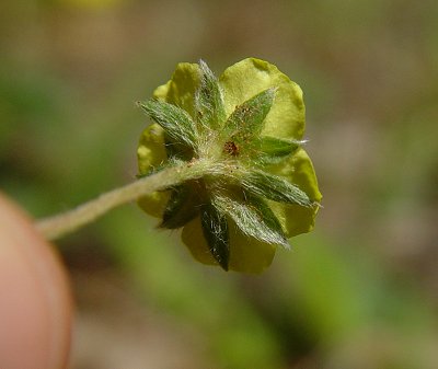 Potentilla_canadensis_hypanthium.jpg