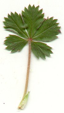 Potentilla_canadensis_leaf.jpg