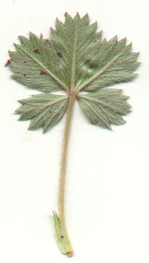 Potentilla_canadensis_leaf2.jpg