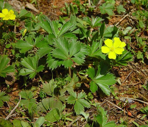 Potentilla_canadensis_plant.jpg