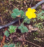 Potentilla canadensis thumbnail