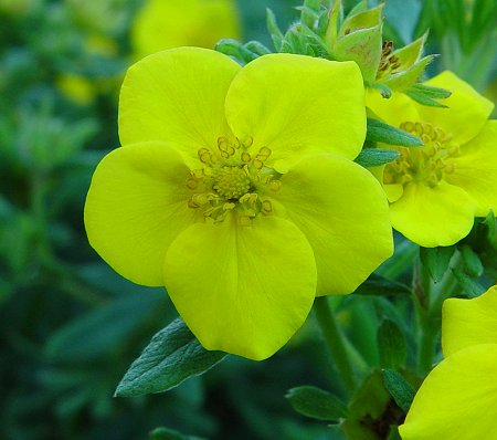 Potentilla_fruticosa_flower.jpg