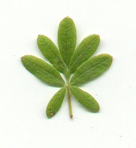 Potentilla_fruticosa_leaf.jpg