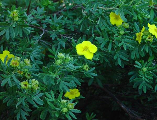 Potentilla_fruticosa_plant.jpg