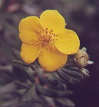 Potentilla fruticosa thumbnail