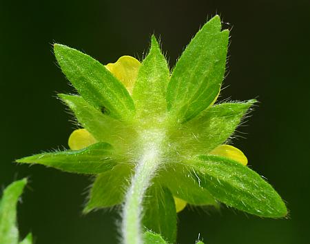 Potentilla_norvegica_calyx.jpg