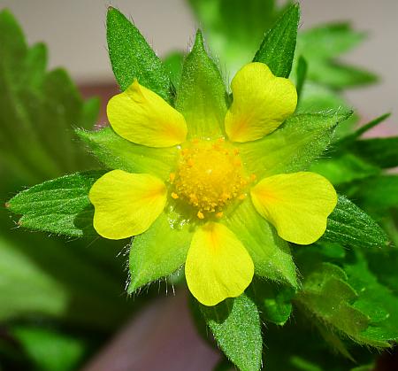 Potentilla_norvegica_corolla.jpg