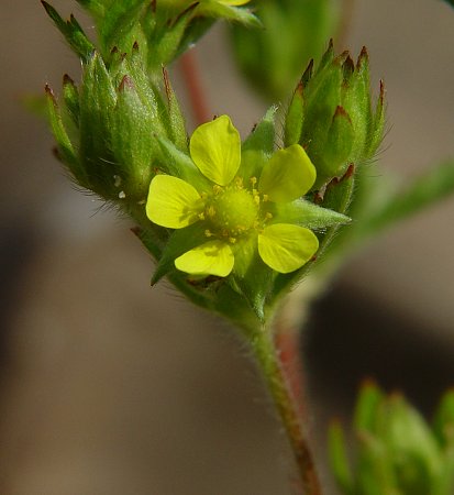 Potentilla_norvegica_flower3.jpg