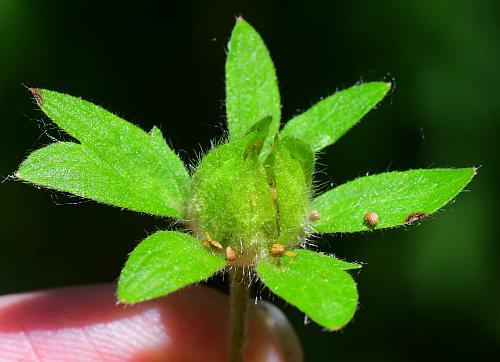 Potentilla_norvegica_fruit1.jpg